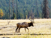 Wildlife in the morning