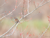 Swamp Sparrow - environment