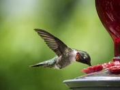 Ruby Throated Hummingbird