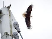 Bald Eagle on top of Canada Place.