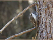 Brown Creeper doing what they do... Creeping