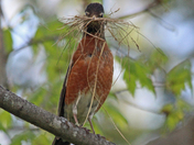 Nesting 