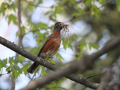 Nesting 