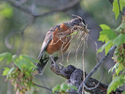 Nesting 