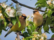 Cedar Waxwings