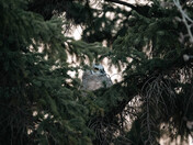 Great Horned Owl Fledging