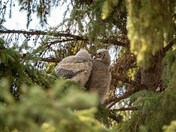 Great Horned Owl Fledging