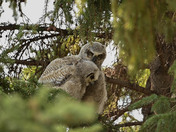 Great Horned Owl Fledging
