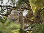 Great Horned Owl Fledging