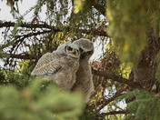 Great Horned Owl Fledging