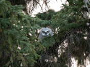 Great Horned Owl Fledging