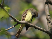 Greater  Pewee