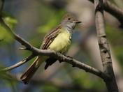 Greater  Pewee