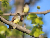 Greater  Pewee