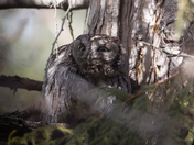 Western Screech Owl - eyes open