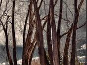 MYSTICAL TREES 