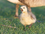 Curious Canada Goose