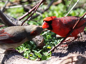 Cardinal Love