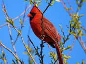 Cardinal