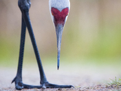Sandhill Crane - searching for food
