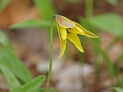 Wildflowers