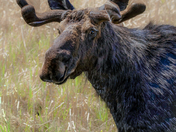 The Majestic Moose