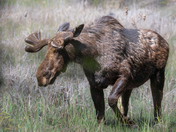 Beautiful Bull Moose