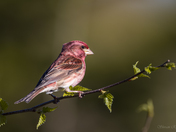 Purple Finch