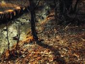 The haunted Forest 
