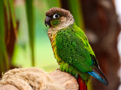 Different moods of Green cheeked conure 🦜