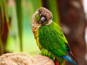 Different moods of Green cheeked conure 🦜