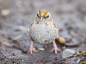 Golden-crowned Sparrow
