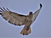 Red-tailed hawk