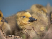 Baby Canada Geese