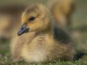 Baby Canada Geese