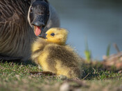 Baby Canada Geese