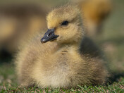 Baby Canada Geese