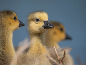 Baby Canada Geese