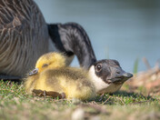 Baby Canada Geese