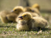 Baby Canada Geese