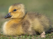 Baby Canada Geese