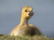 Baby Canada Geese