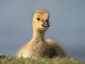 Baby Canada Geese