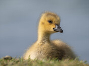 Baby Canada Geese