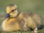 Baby Canada Geese