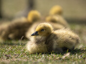 Baby Canada Geese