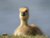 Baby Canada Geese