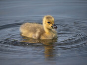 Baby Canada Geese