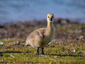 Baby Canada Geese