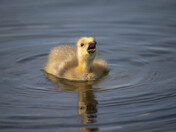 Baby Canada Geese